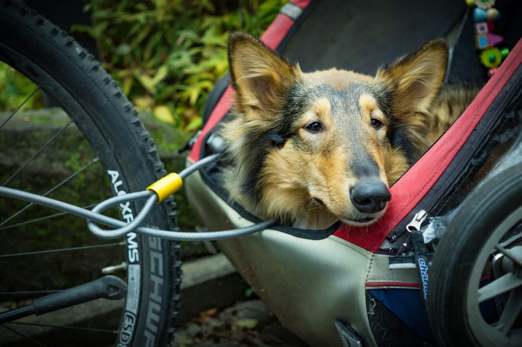 beste fietskar voor honden