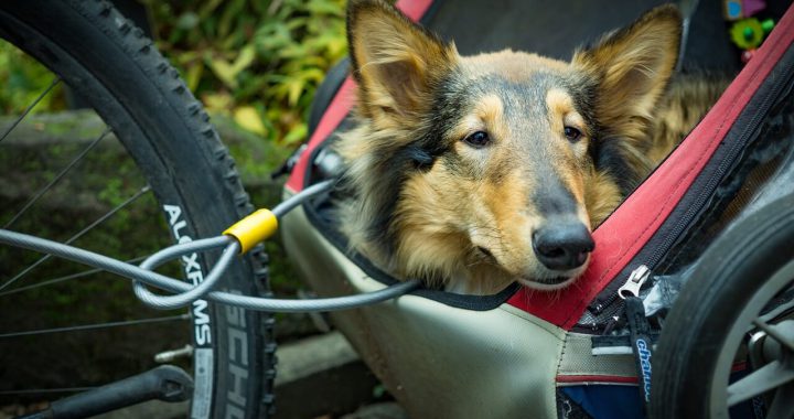 beste fietskar voor honden