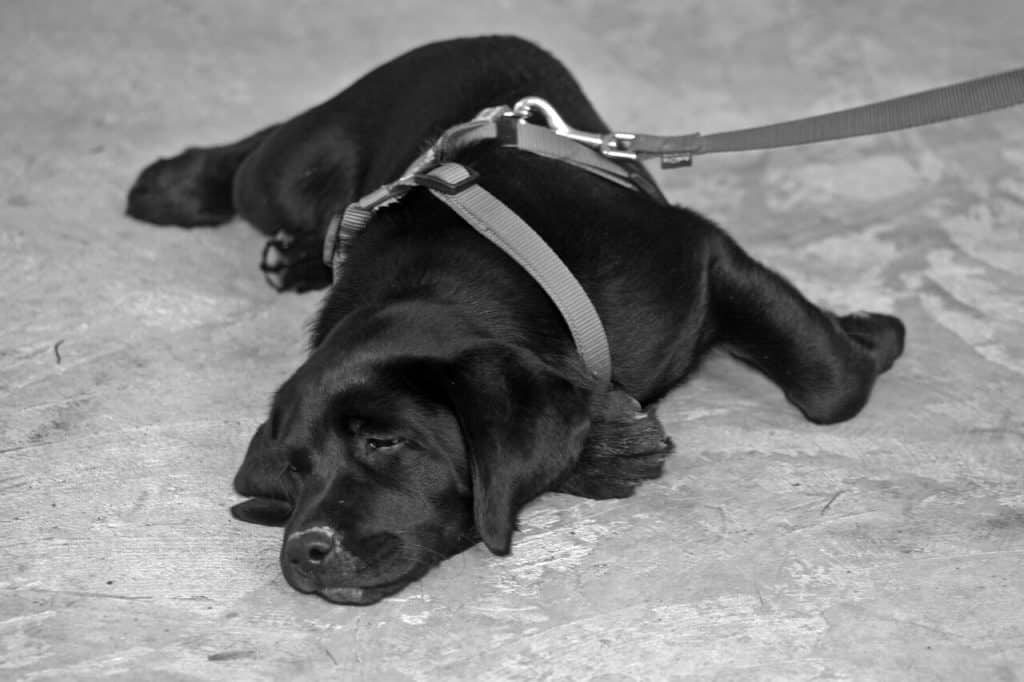 nieuw honden tuig te koop Huisdieren Honden Halsbanden & riemen Tuigjes harnas Tuigjes 