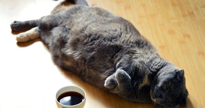 beste kattenluik voor dikke en grote katten en poezen
