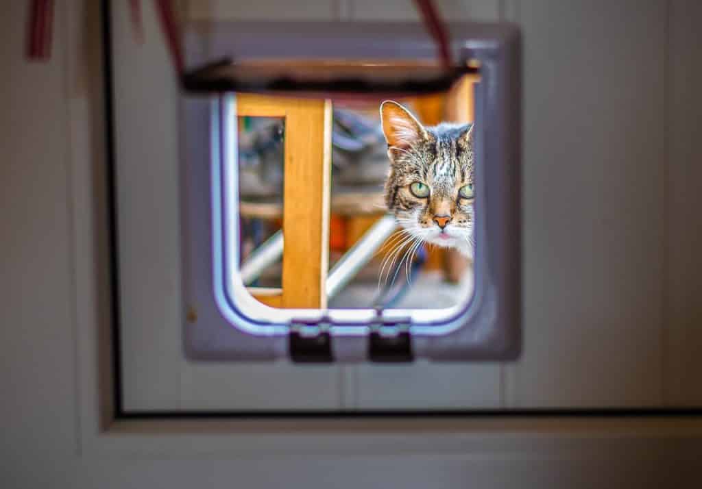 Trolley Hoes Prijs 10x Beste kattenluiken - [mei Update] PetMania.nl