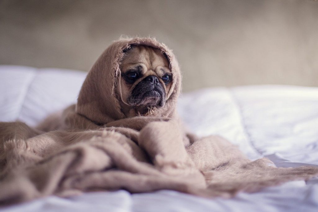 beste koelmat voor honden