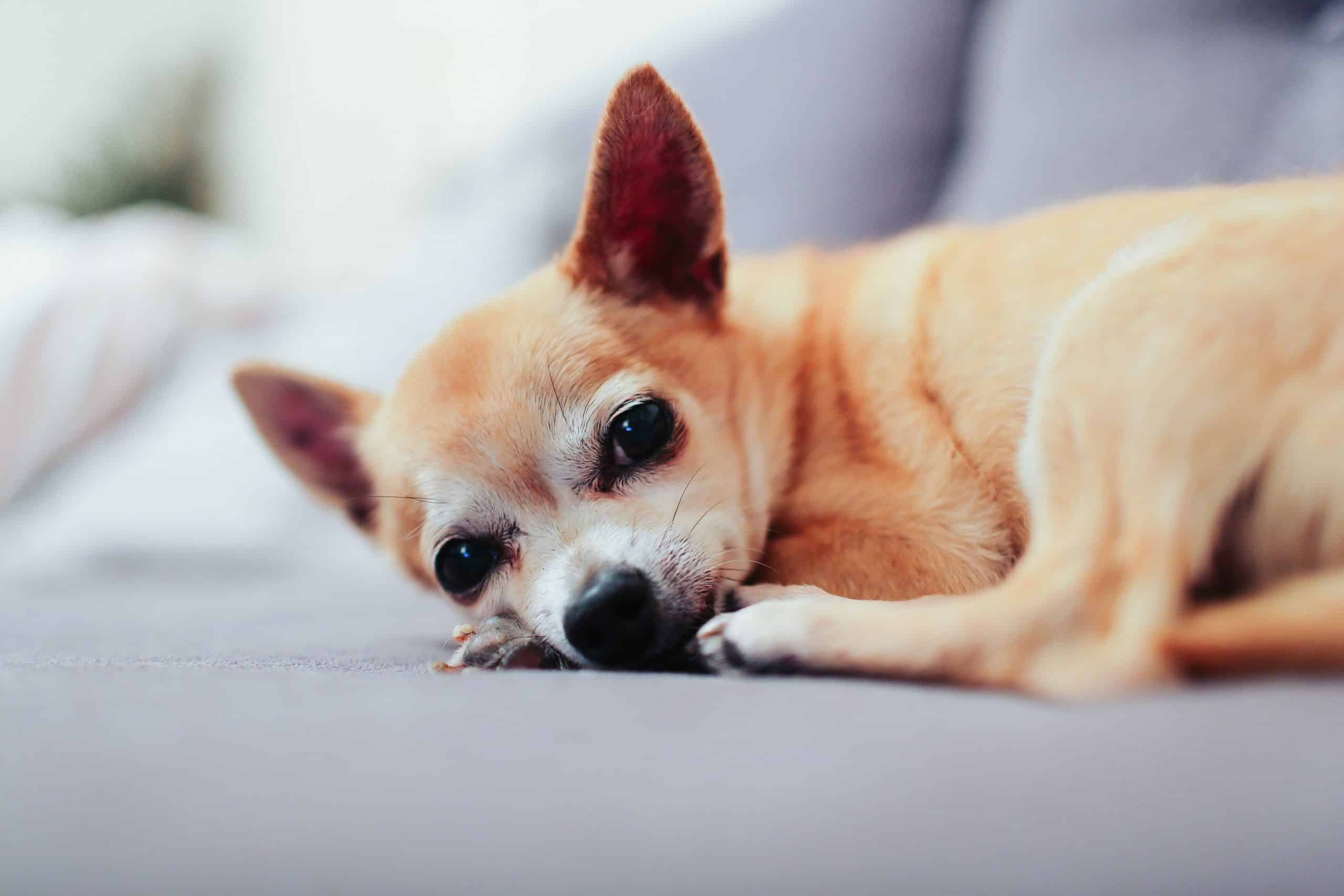 thuis vork Voorzitter 5x Beste Voer voor Chihuahua - [mei Update] PetMania.nl