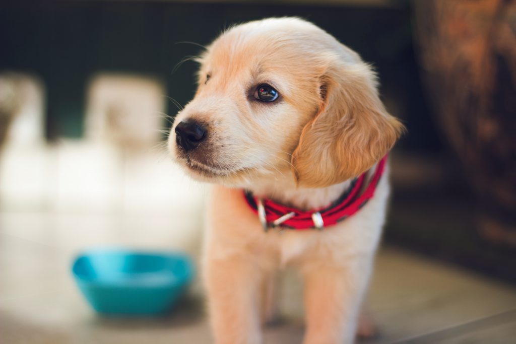 5x Beste Puppy Speelgoed Hond - [mei Update] PetMania.nl