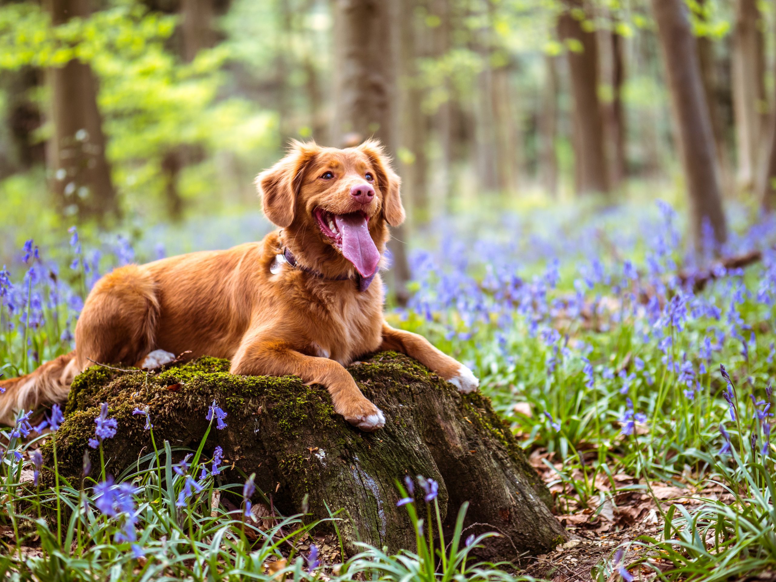 Sinewi rechtdoor pijn GPS Tracker Hond - 8x Getest - [mei Update] PetMania.nl