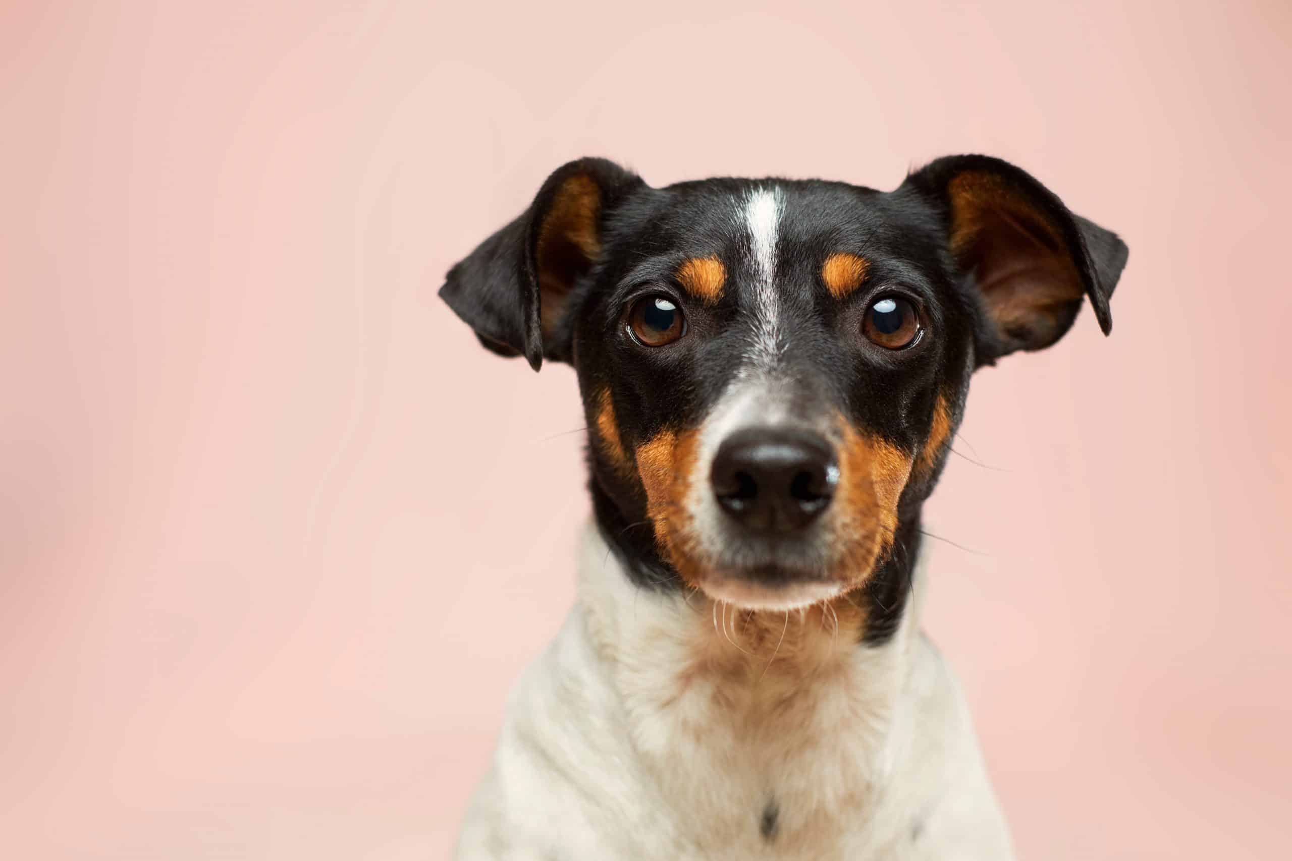 Autorisatie via Keuze 5x Beste Vlooienmiddelen voor Honden - Review & Getest | PetMania.nl