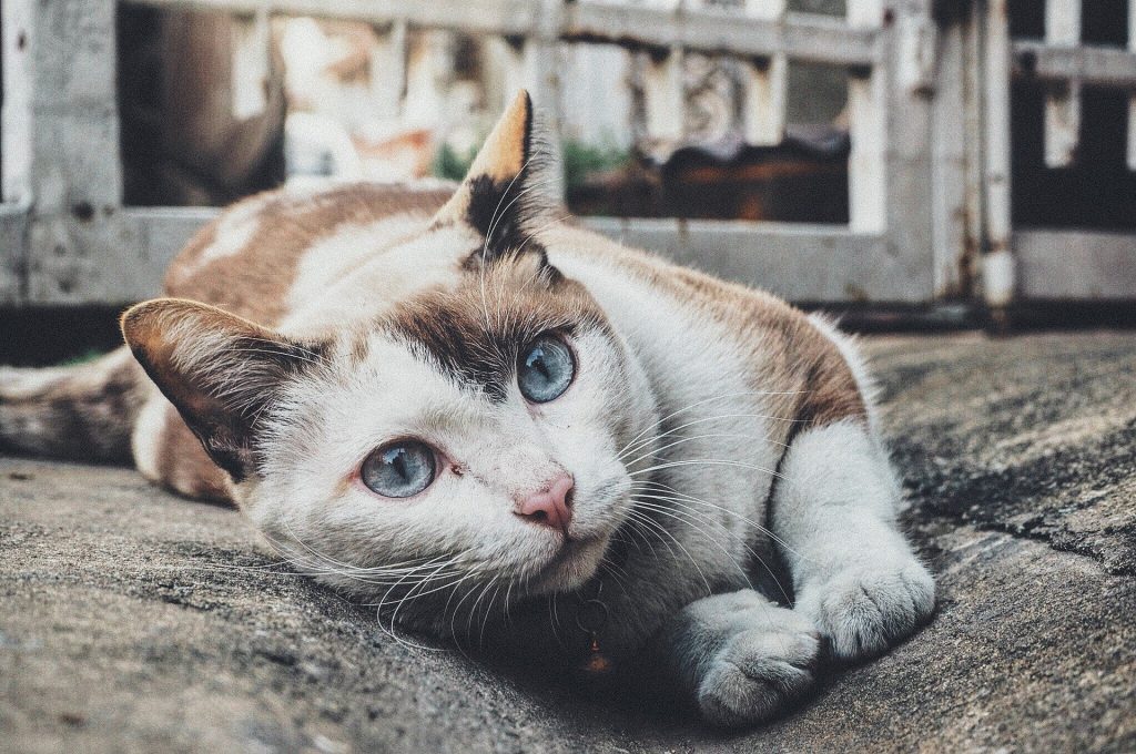 Beste kattenbak met zeef