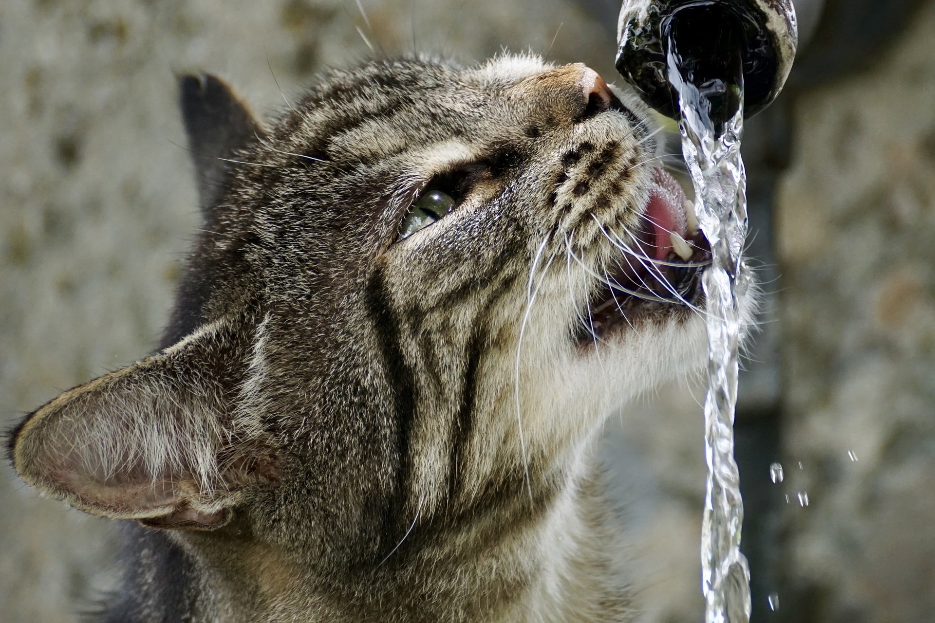 Beste Drinkfontein Kat - [mei Update] PetMania.nl