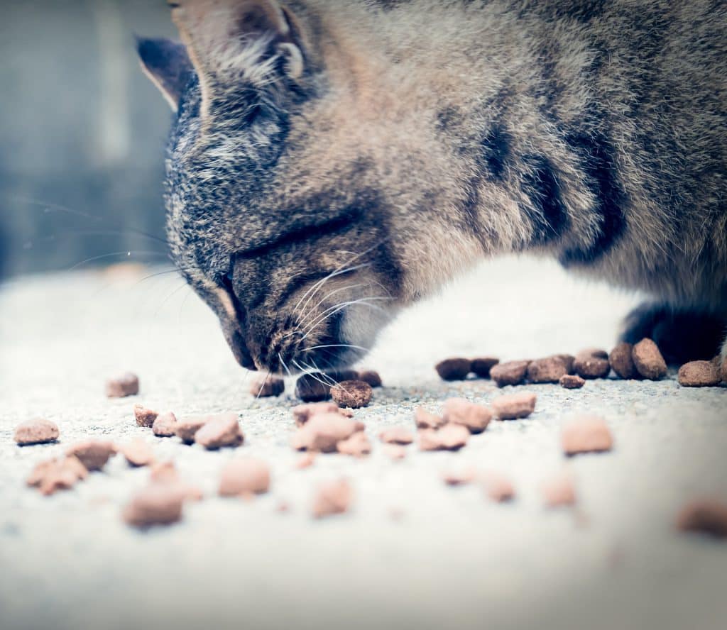 Nacht Oh jee Schrijf op 5x Beste Automatische Voerbak voor Katten - [mei Update] PetMania.nl