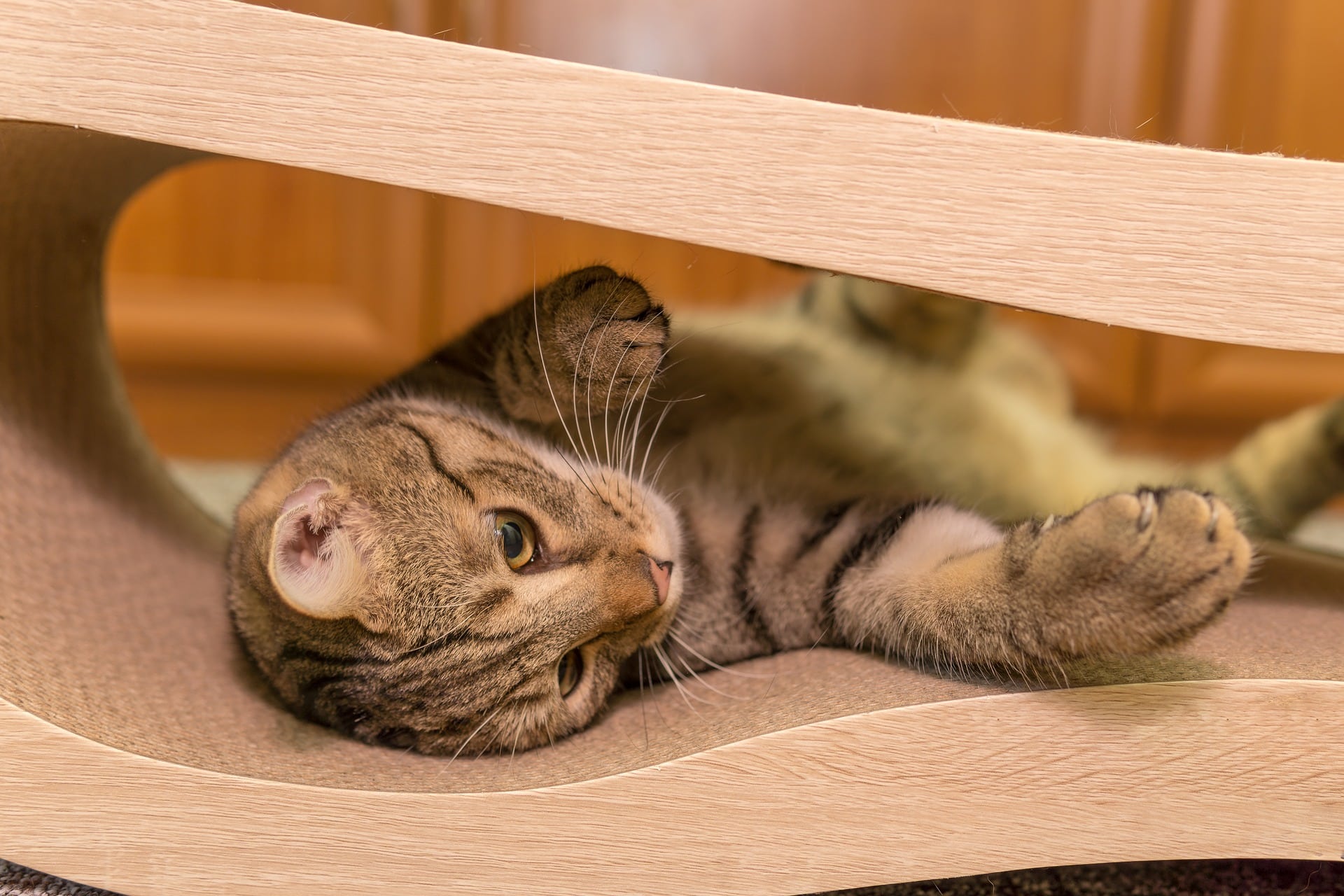 5 Beste Kattenbenches Voor Je Kat Review Getest Petmania Nl