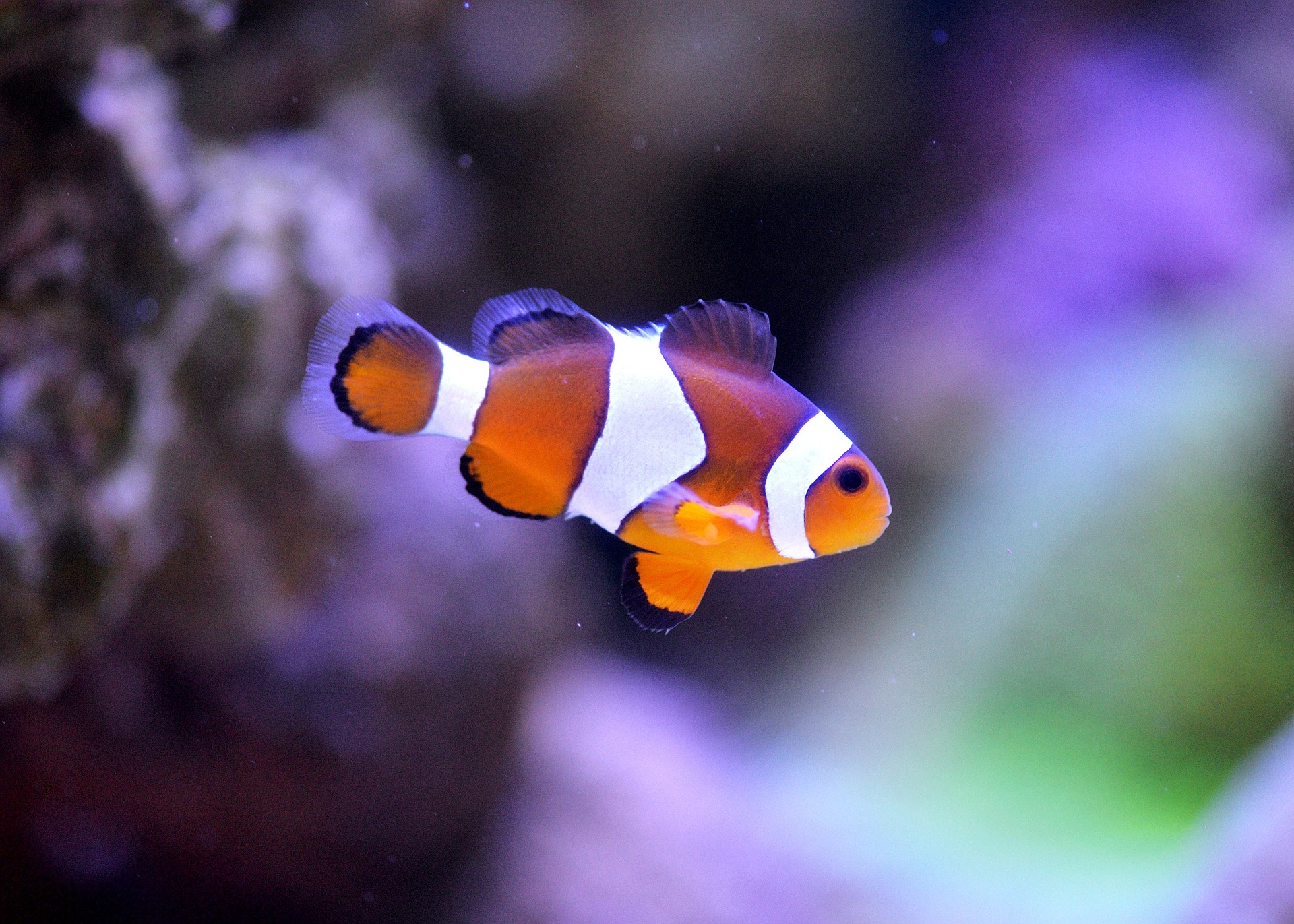 Aquarium Meubel Kast voor Jouw Perfecte Interieur