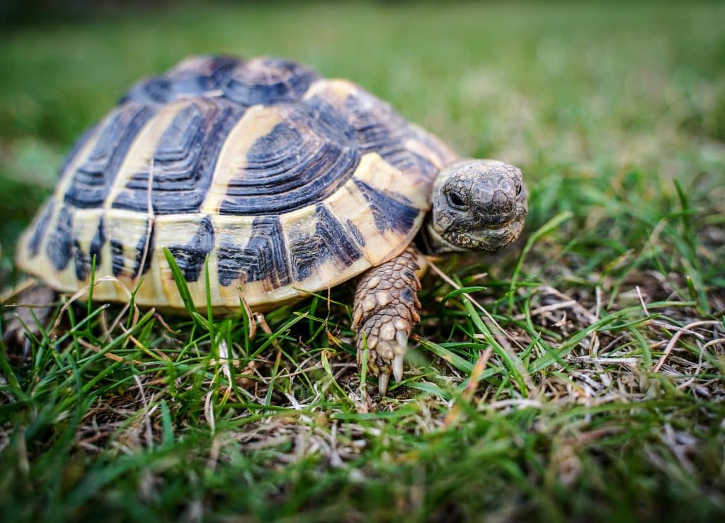 eiwit Begrafenis spannend 5x Beste Landschildpadden Terrarium - [mei Update] PetMania.nl