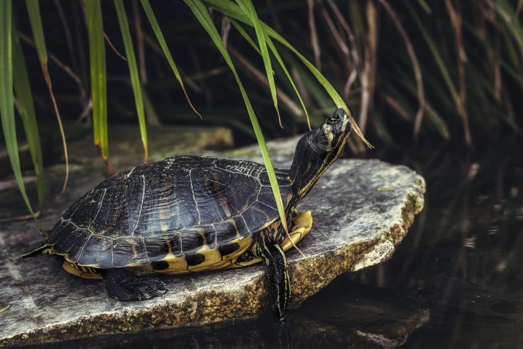 5x Schildpadden Eiland - Update] PetMania.nl