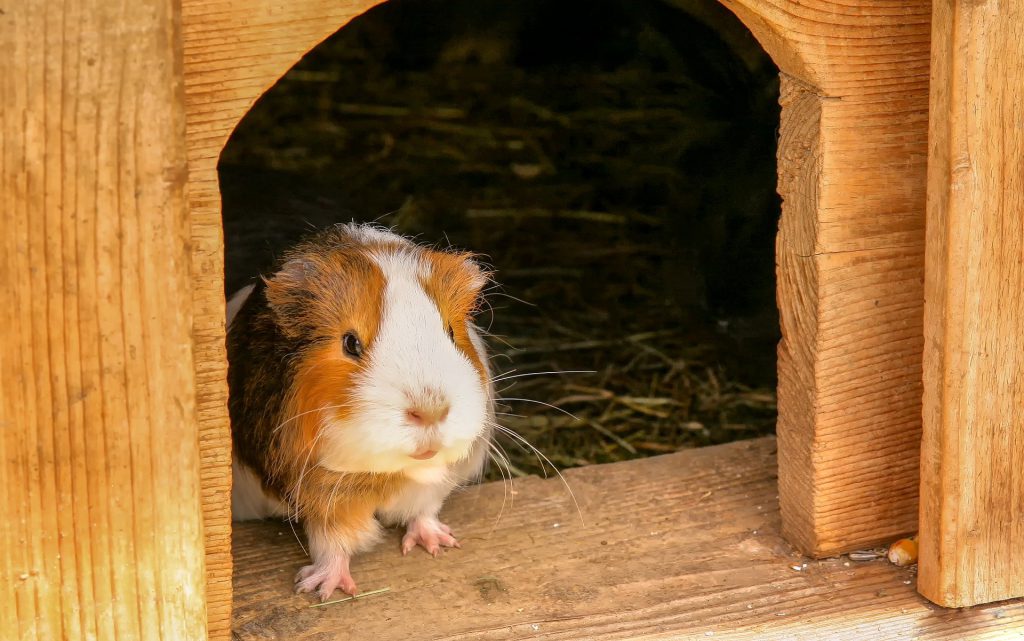 10x Cavia Kooi - [mei PetMania.nl