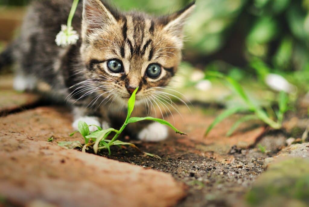 Waar moet je op letten bij het kopen van een kitten? - Review & Getest PetMania.nl