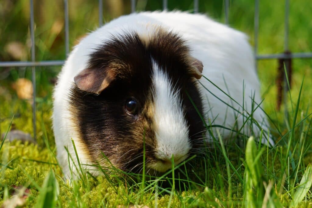 cavia in buitenren