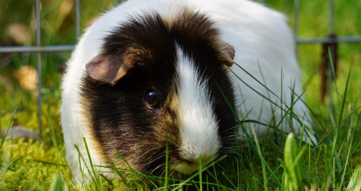 cavia in buitenren