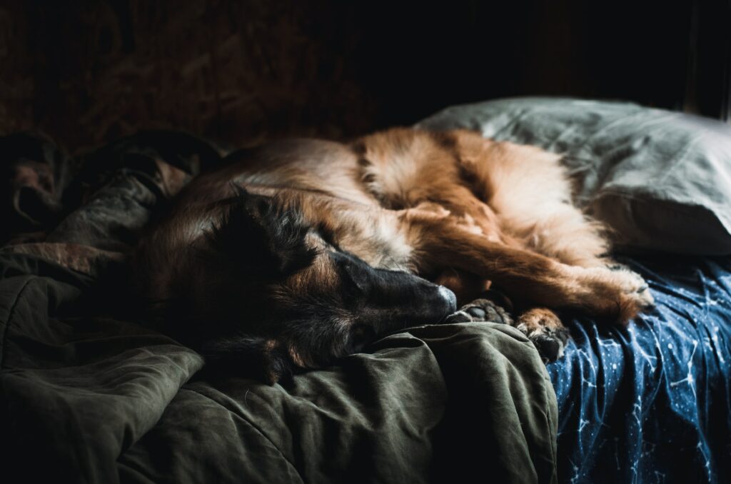 Hoe laat je een hond wennen aan een nieuwe hondenmand?