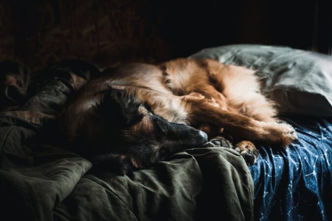 Hoe laat je een hond wennen aan een nieuwe hondenmand?