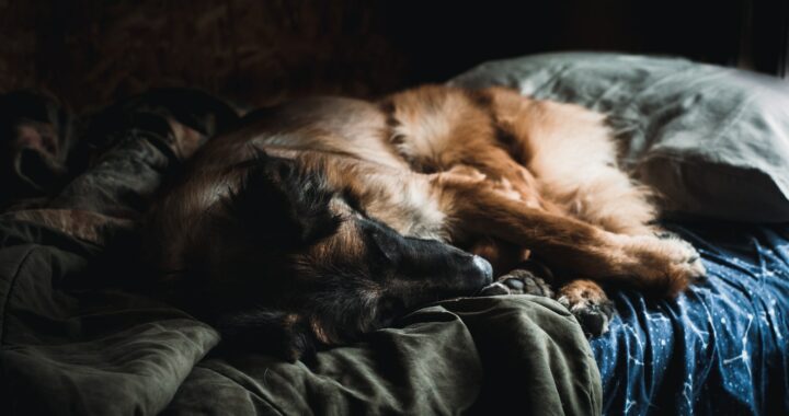 Hoe laat je een hond wennen aan een nieuwe hondenmand?