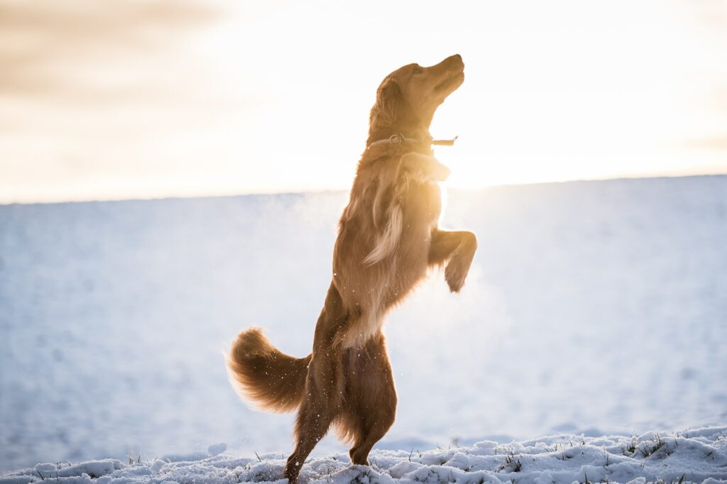 Hoe voorkom ik dat mijn hond opspringt?