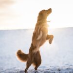 Hoe voorkom ik dat mijn hond opspringt?