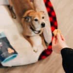 Redenen waarom je je hond moet belonen