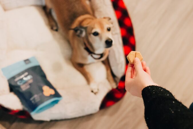 Redenen waarom je je hond moet belonen