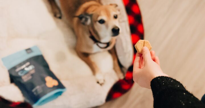 Redenen waarom je je hond moet belonen