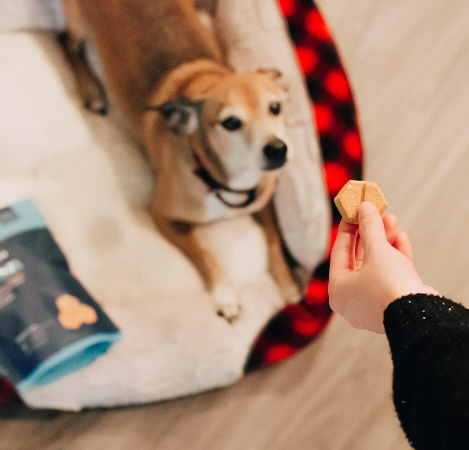 Redenen waarom je je hond moet belonen