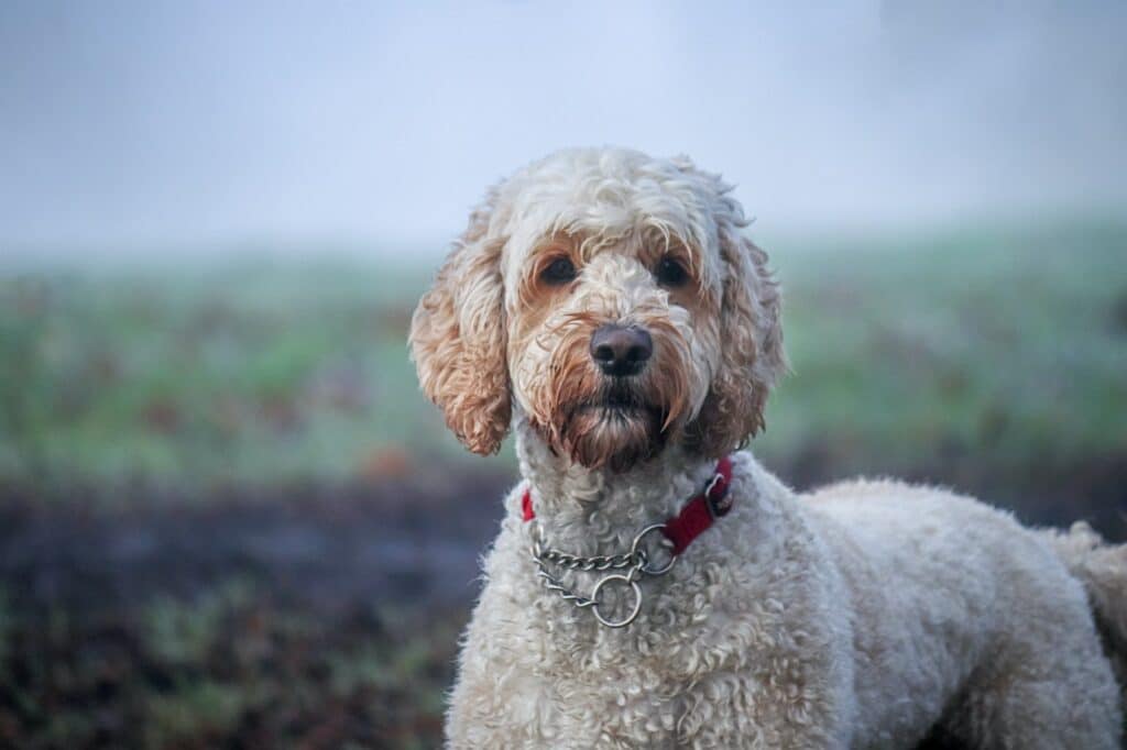 labradoodle vacht verzorgen