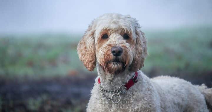 labradoodle vacht verzorgen