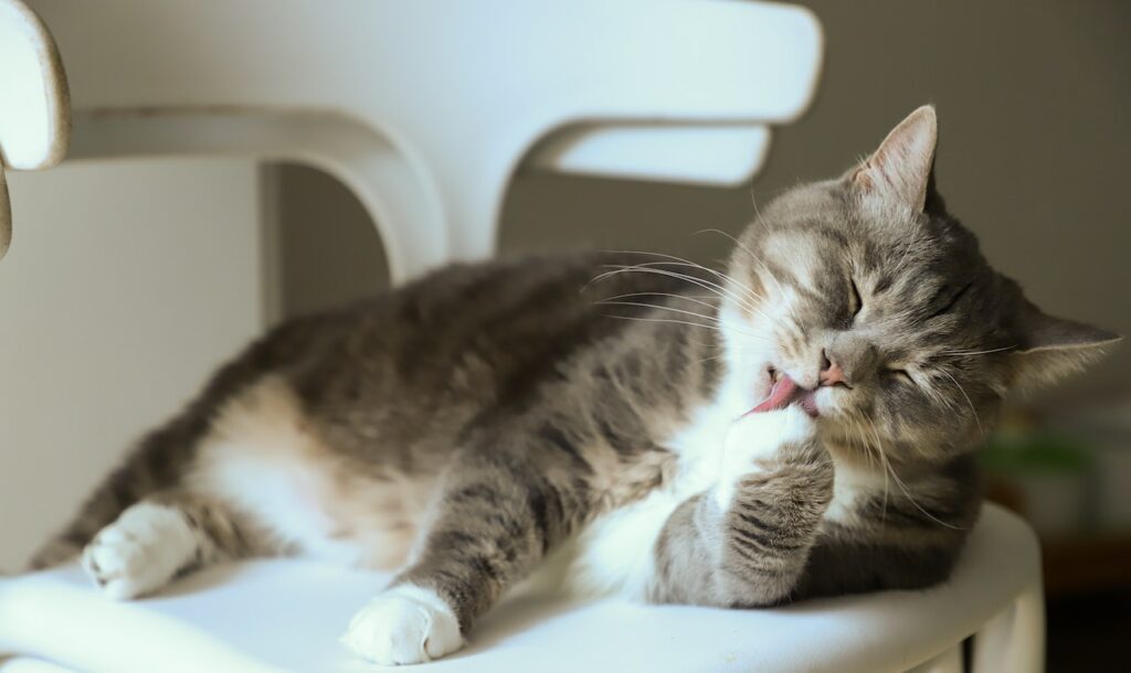 zelfreinigende kattenbak schoonmaken