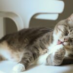 zelfreinigende kattenbak schoonmaken