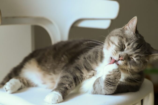 zelfreinigende kattenbak schoonmaken