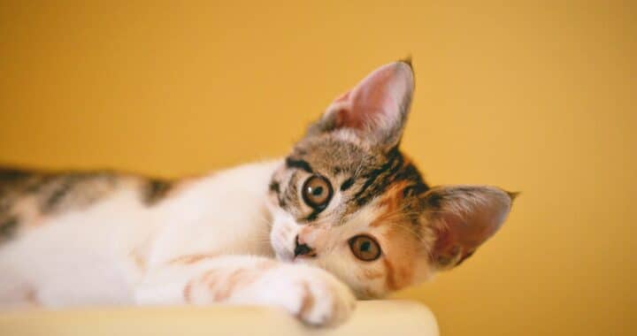 zelfreinigende kattenbak voordelen