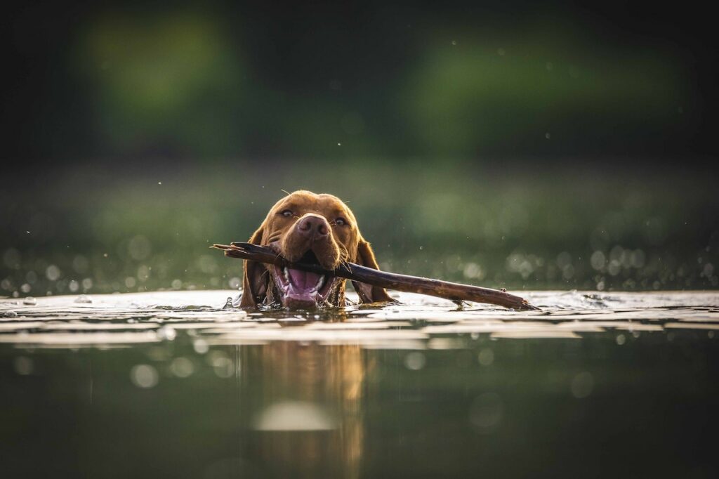 hond wennen aan waterblazer