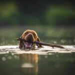 hond wennen aan waterblazer