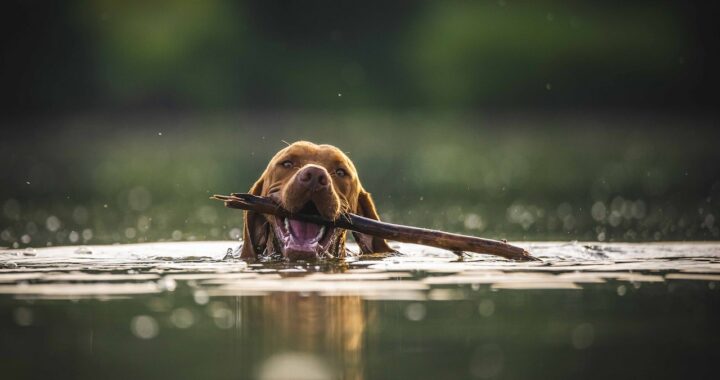 hond wennen aan waterblazer