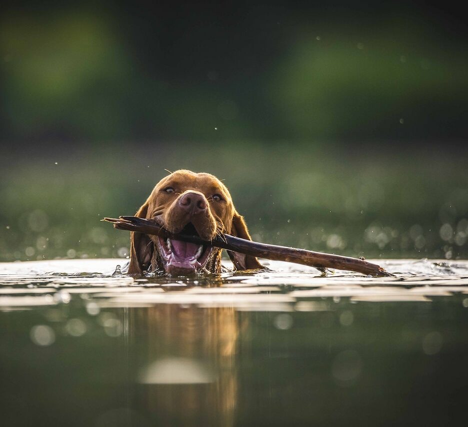 hond wennen aan waterblazer