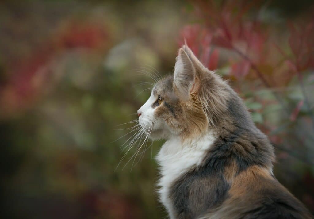 zelfreinigende kattenbak hoe werkt het