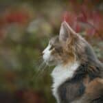 zelfreinigende kattenbak hoe werkt het