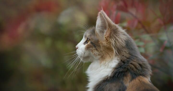 zelfreinigende kattenbak hoe werkt het