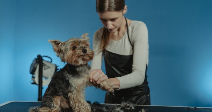hond zelf trimmen met hondentrimmer