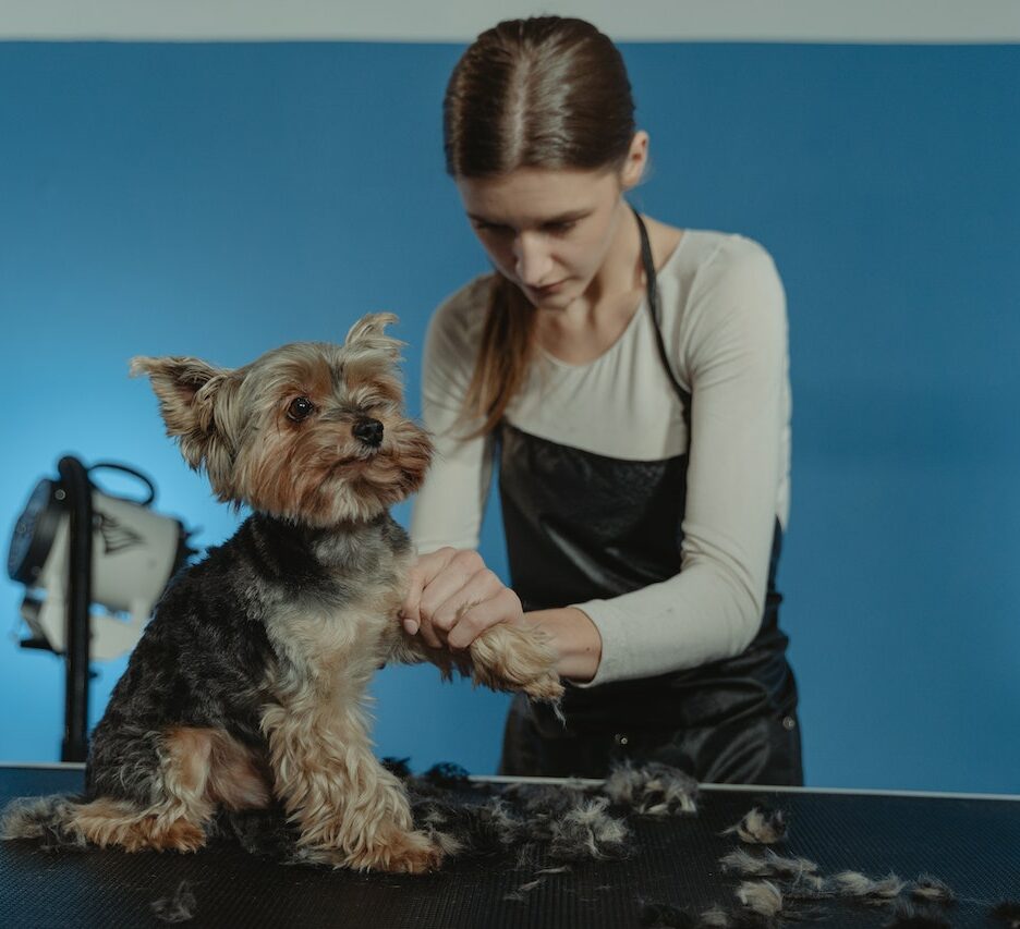 hond zelf trimmen met hondentrimmer