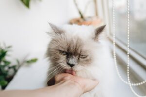 zelfreinigende kattenbak schoonmaken onderhouden