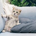 kat laten wennen aan zelfreinigende kattenbak