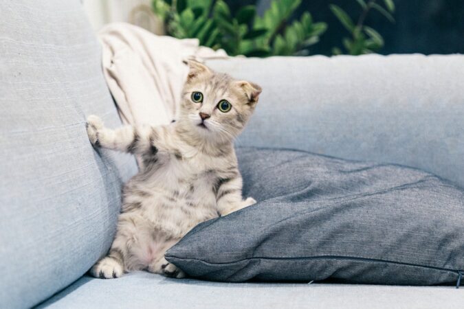 kat laten wennen aan zelfreinigende kattenbak