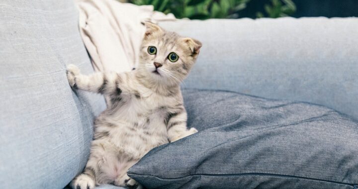 kat laten wennen aan zelfreinigende kattenbak