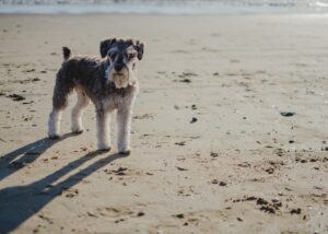 hond in de zon